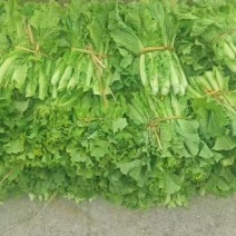 菜苔