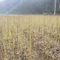 正宗马褂木苗基地直发对接全国提供技术指导一条龙服务