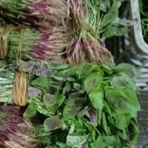 汉菜