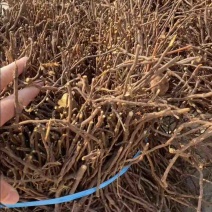 无水淹，包种，小叶何首乌地下藤条