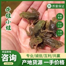 牛蛙苗小四脚青蛙幼蛙成活高种苗蝌蚪