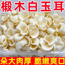 正宗东北白木耳***一等品肉厚无根特级白玉木耳银耳