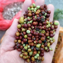 茜草种子，家种茜草，野生茜草