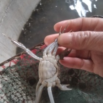 优质蟹苗出售，健康活泼，成活率高，助您轻松养殖，欢迎咨询！