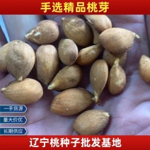 辽宁毛桃种子手工挑选的毛桃仁粒粒饱满