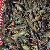 小龙虾