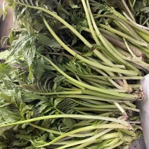 精品雪芽菜货源充足量大从优质量保证欢迎咨询