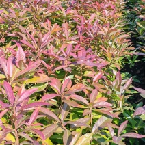木荷苗产地直销量大质优价格优惠一手货源欢迎咨询