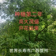 广西贺州大量供应木姜子苗，规格齐全，现货供应，量大从优。