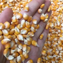 精品优质玉米粒，大量出售，量大有优惠，现货现售，