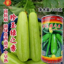 豫艺珍玉绿之秀西葫芦种子抗病毒油绿皮西葫芦瓜种子番瓜茭瓜