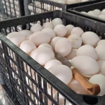 白蛋白鸭蛋鲜蛋厂家直供品质保证全国发货欢迎联系