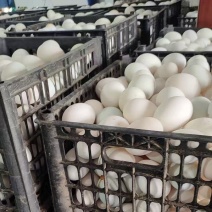 鲜鸭蛋散黄鸭蛋白皮鸭蛋货源充足量大从优欢迎联系