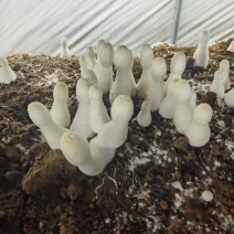 精品鸡腿菇