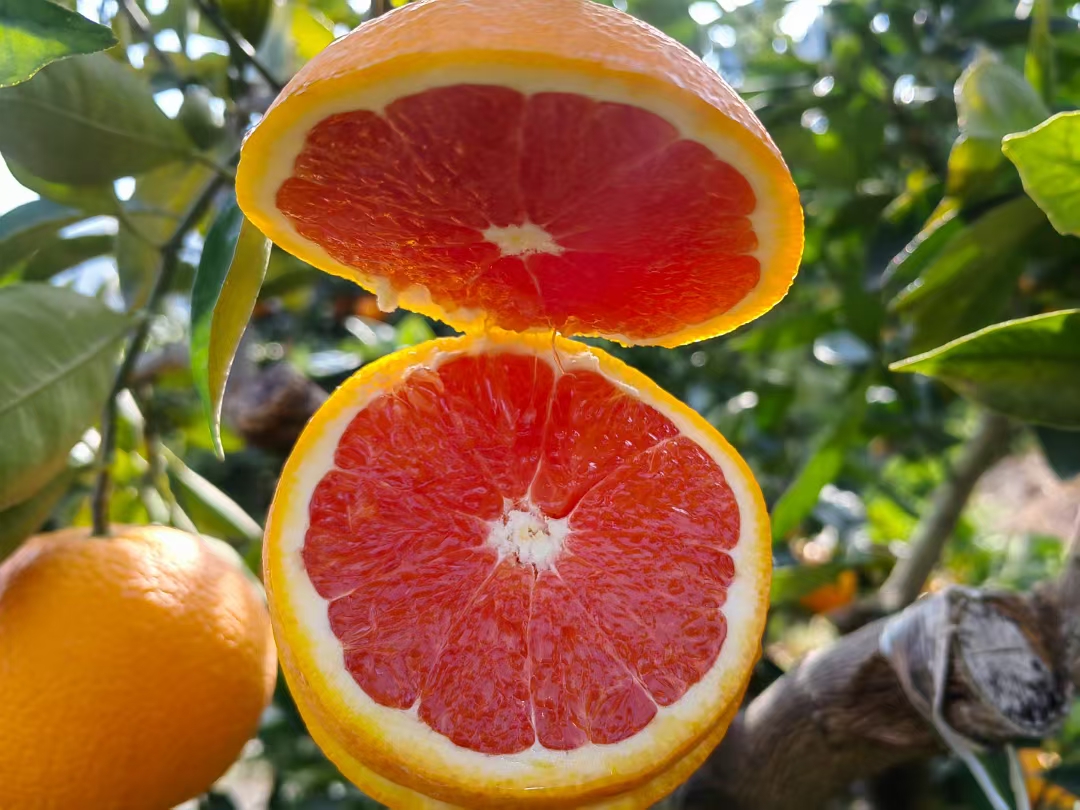 甜橙切开露出果肉与果皮