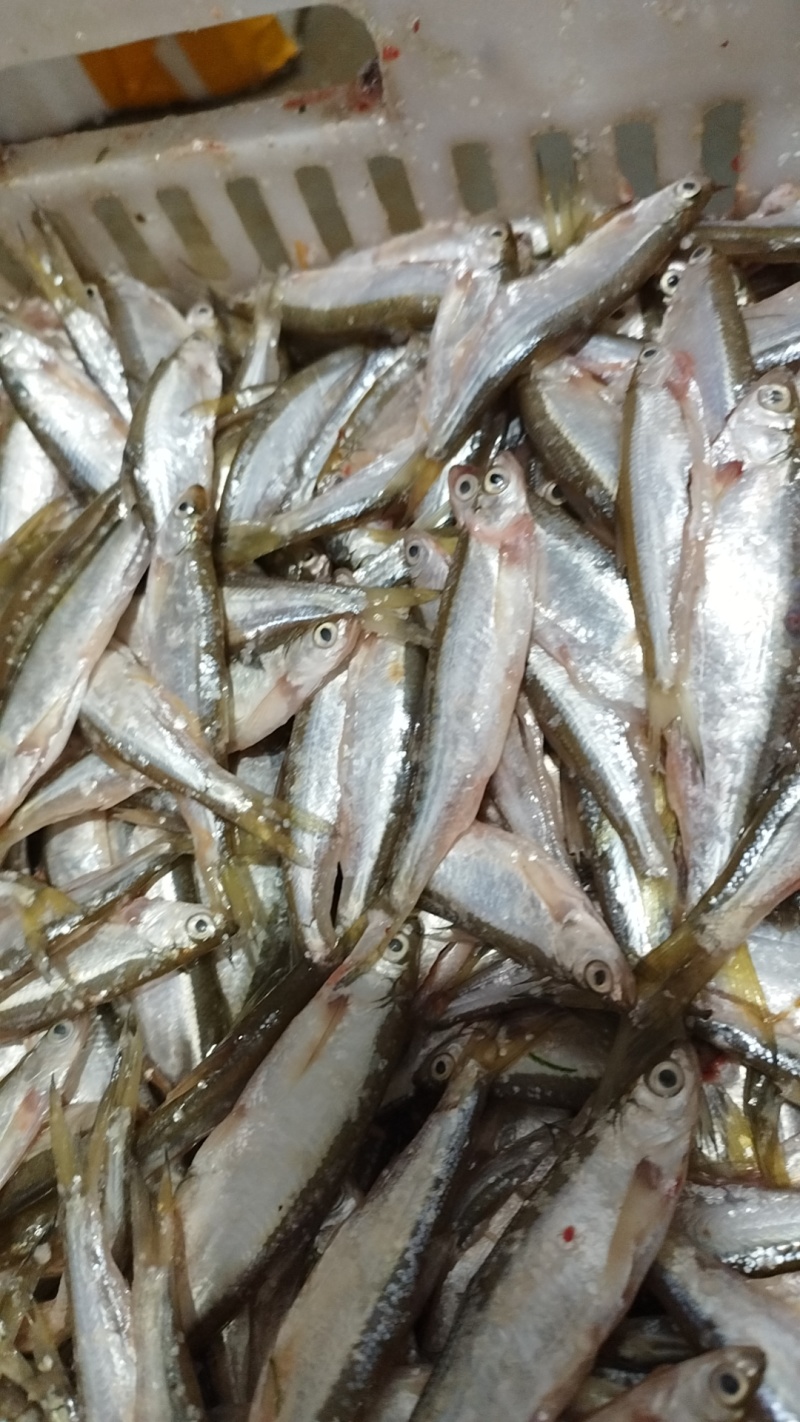 山东济宁鱼台县刁子鱼 5