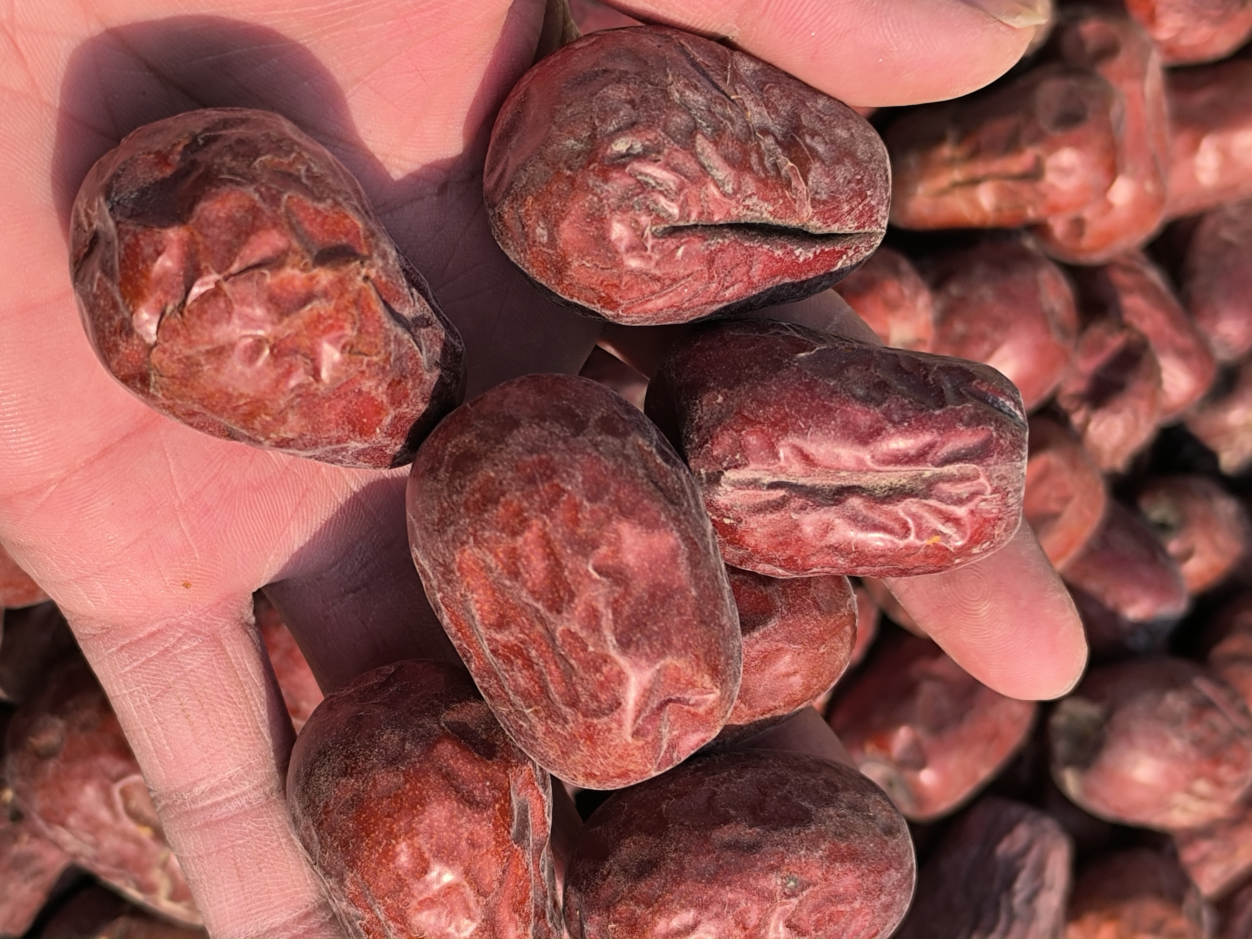 一只手正用小勺将白色贡米小心填入剖开的骏枣内部,枣子呈深红色,果肉厚实,背景为浅色木纹操作台,镜头聚焦于填充动作细节 贡米填充骏枣过程特写