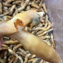 蛏王肉舌头竹蛏王肉海蛏子肉舌头竹节蛏子肉捞汁食材蛏王柱