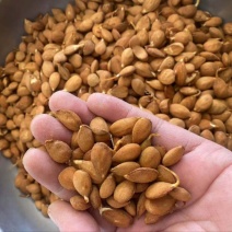 辽宁毛桃树种子，高出芽高存活，诚信商家，质量保证