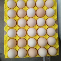 粉壳鸡蛋