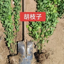 河北定州胡枝子花灌木绿化苗木树苗自家苗圃现挖现卖