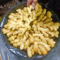 山东优质沂蒙小黄姜，产地直发大量有货，欢迎全国老板采购