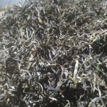 大树茶