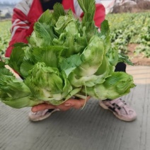 黔西南新鲜儿菜，绿色无公害，健康美味**！