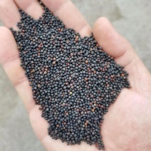 大量油菜籽