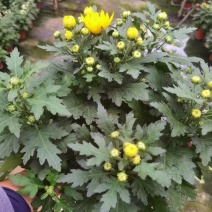 清明节祭祖扫墓专用特级香松黄白菊花金雀花盆栽耐热基地直发
