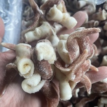 翻花紫鸟贝