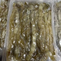 沙虫、沙虫煲汤、