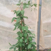 炮仗花