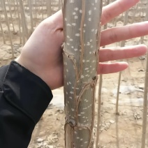 有质杨树苗
