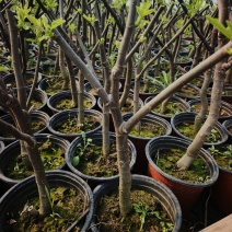 无花果小树，汁可以治病，老桩量大从优，现货，基地直发