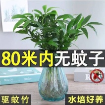 水培驱蚊竹柏福建基地直销