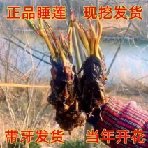 睡莲种苗观赏睡莲任意花色均可选择一手货源欢迎咨询联系