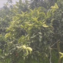 耙耙柑沃柑树