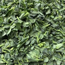 江苏菜苔大量有货对接商超欢迎致电咨询