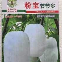 冬瓜种子粉宝节节多中大果型白皮冬瓜肉厚粉白挂果多