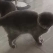 蓝猫2支6个月