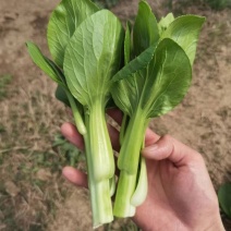 精品上海青苔，油菜苔