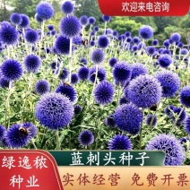 蓝刺头花种籽子多年生宿根花卉种子冬季耐寒室内阳台庭院盆栽