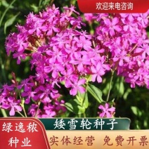 矮雪轮种子地被盆栽春播花卉花种子四季花卉四季开花