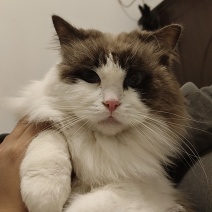 布偶猫
