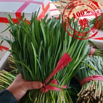 莘县万亩韭菜产地精品头刀，二刀韭菜常年大量供应