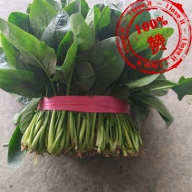 山东省聊城市东昌府区沙镇菠菜产地直供一手货源大量有货