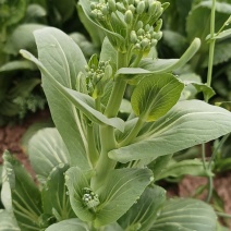 油菜苔