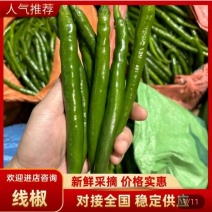 工厂3辣椒，小米椒，个头均匀，红椒，牛角椒产地大量供应