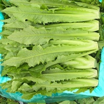精品油麦菜